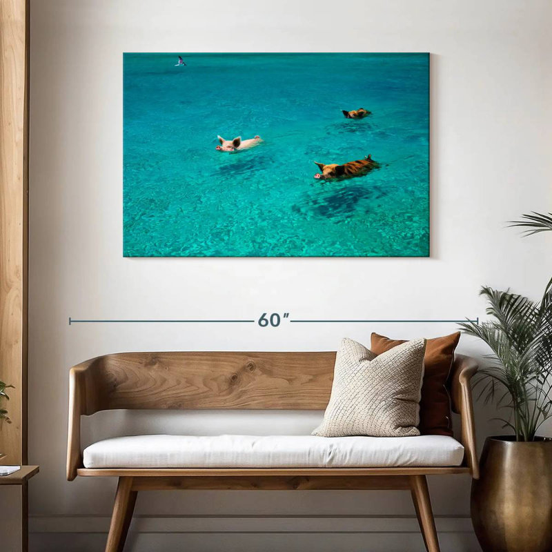 Porcs Brampt à Exuma Cays, H 30 po x l 45 po