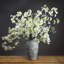Anastasija Arrangement