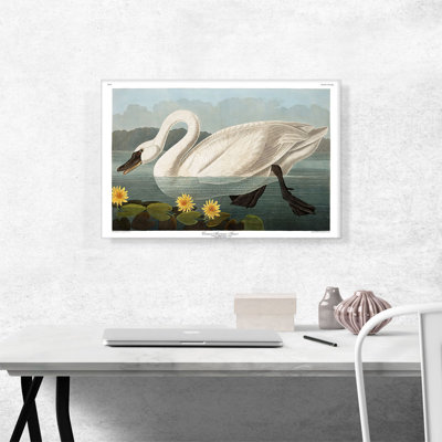 " Common American Swan " by James Audubon Painting Print