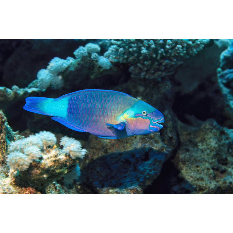 Parrotfish by Ultramarinfoto, 24" H x 36" W