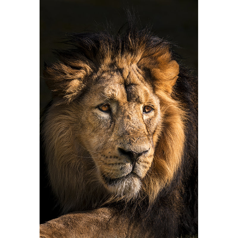 Portrait de lion par Zocha_K, H 30 po x l 20 po