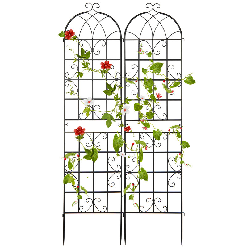 Metal Arched Trellis, 220cm H x 50cm W