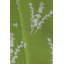 Eucalyptus Floral Square Pillow Cover & Insert-1729821370-1729821372