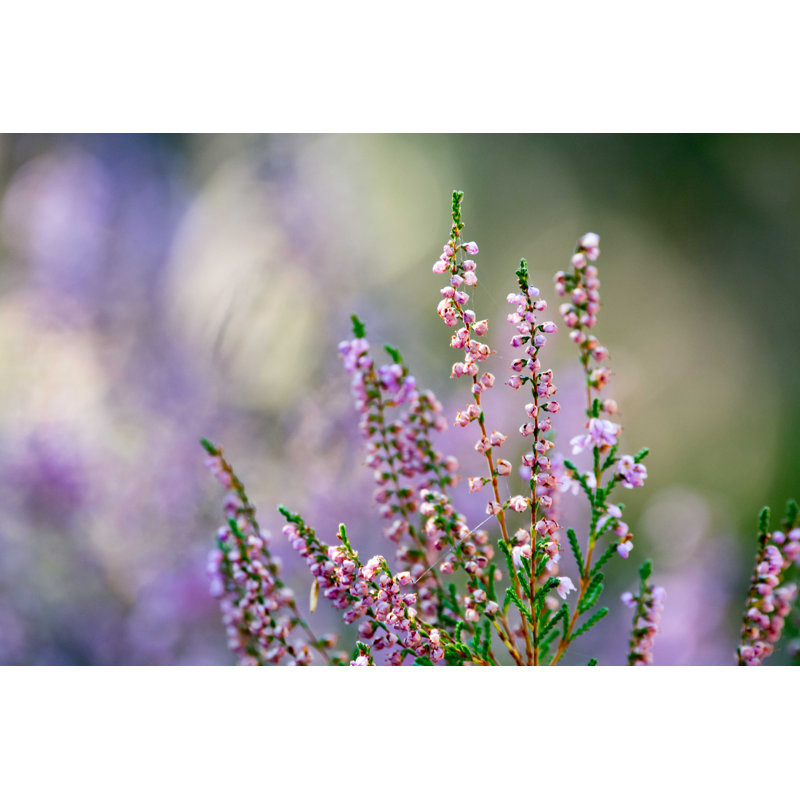 Mauve Scotch Heather - photographie sur toile tendue, H 24 po x l 36 po