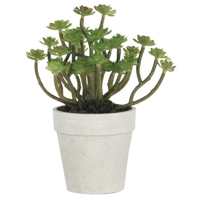 Plante grasse en pot