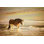 Chevaux en soleil V