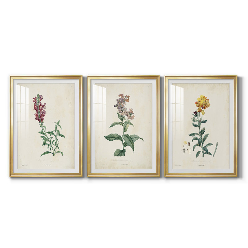 «Traditional Botanical I», reproduction encadrée de qualité supérieure, prête à être accrochée, Cadre doré, Blanc
