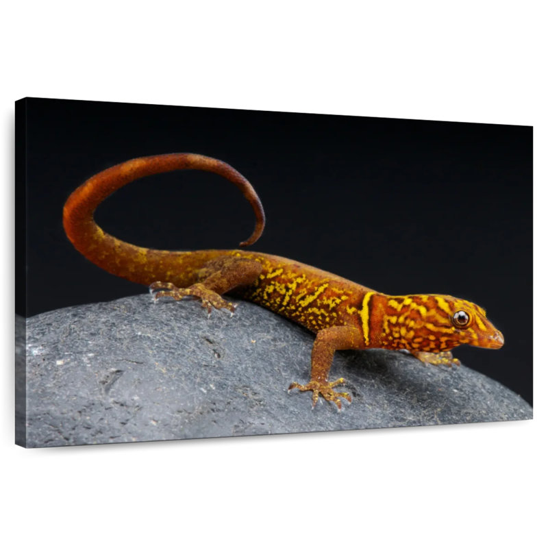Brampt Gecko, 24" H x 36" W