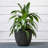 Pot Planter-1306863091