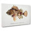Illustration Of A Scorpion Fish by F.E. Clarke - Wrapped Canvas Painting-55359979