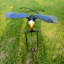 Aile de balançoire Swinging Eagle