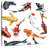Koi Fish Variety-109220871