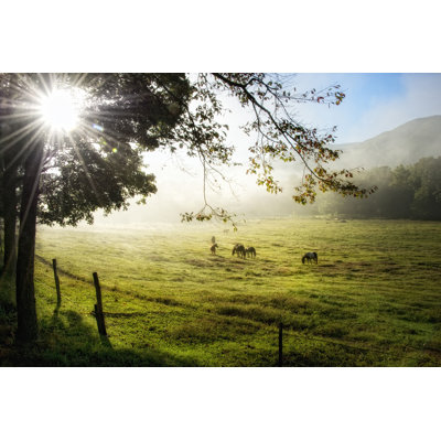 Morning Graze I