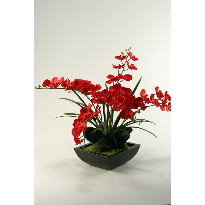 Orchid Arrangement in Planter
