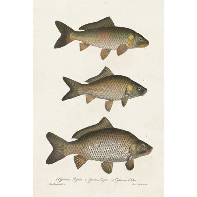 Species Of Antique Fish I