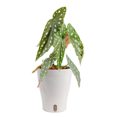 Begonia in Ceramic Planter