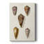 Collection Cone Shell VI - Cavas enveloppés de galerie-1331498834