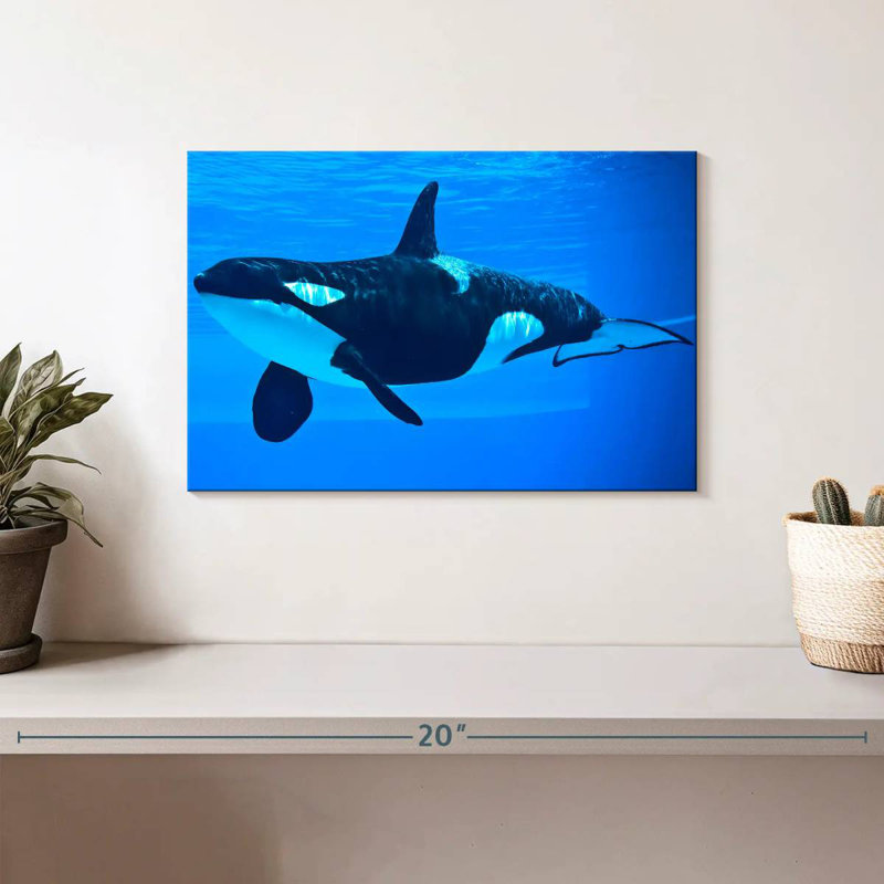 Brampt Friendly Killer Whale, 8" H x 12" W