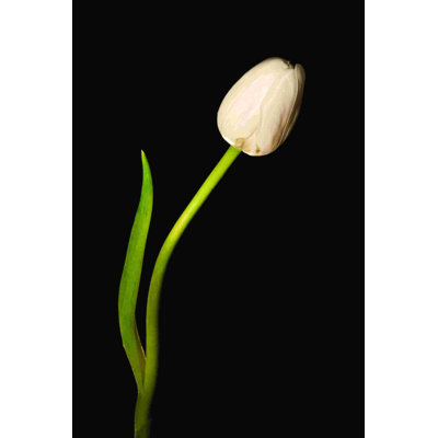 Tulipe - impression sur toile tendue