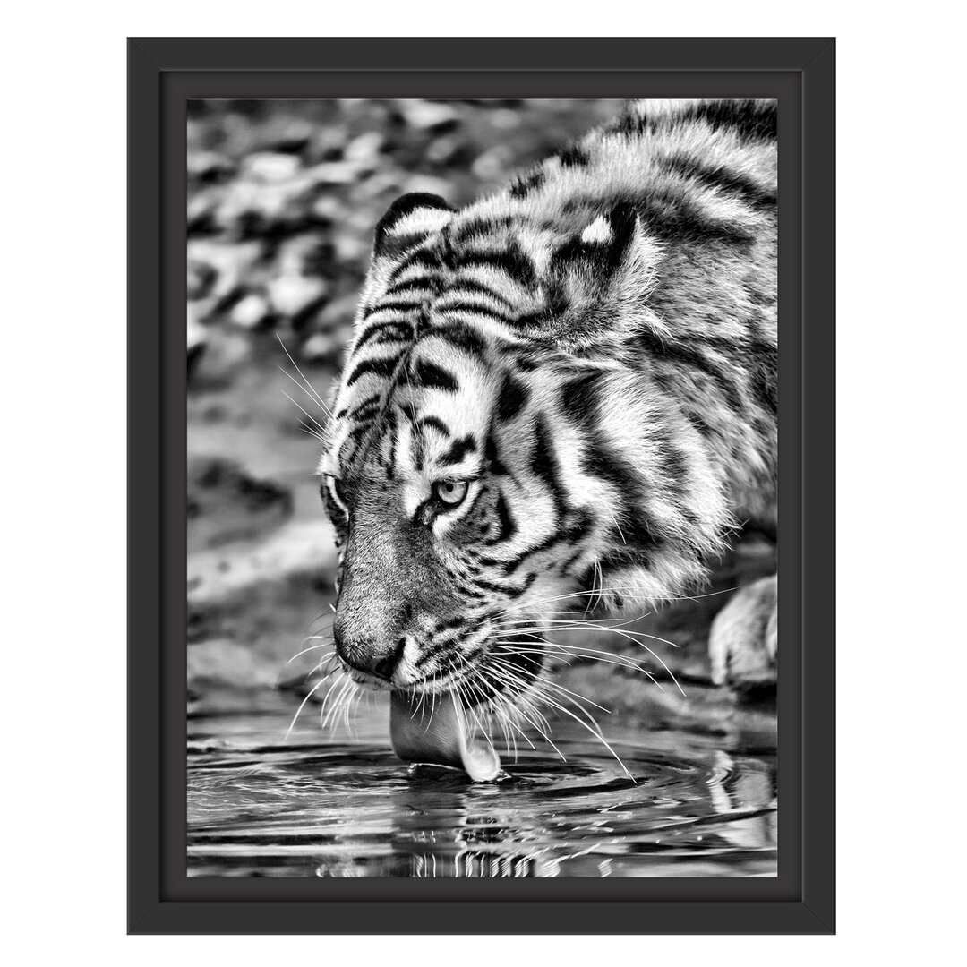 Gerahmtes Wandbild Tiger am Wasser