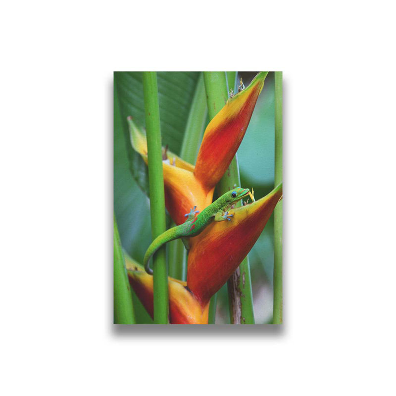 Maui Gecko par Kelly Wade. Estampe numérique, H 30 po x l 45 po x P 1,5 po, Toile tendue