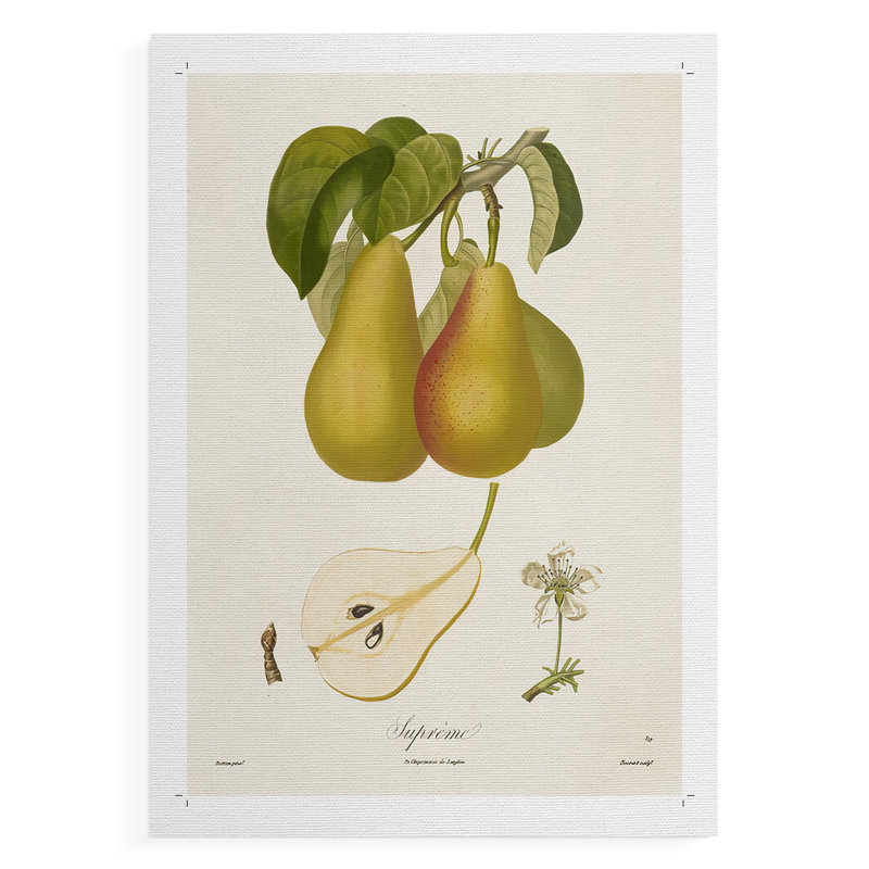 Poires rétro V - reproduction de toile seulement - non encadrée, H 12 po x l 8 po