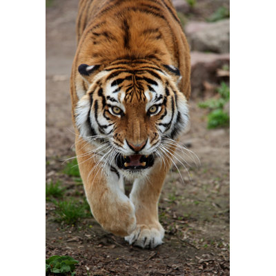 Angry Tiger Is Coming by Mason01