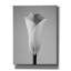 «Calla No. 1» par PhotoINC Studio-1726712592