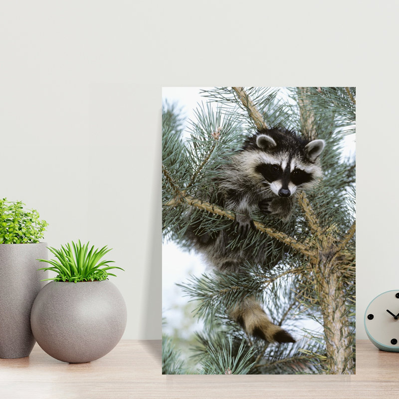 Raccoon Abstract Contemporary Pine Animal Nature Wall Art, H 18 po x l 12 po