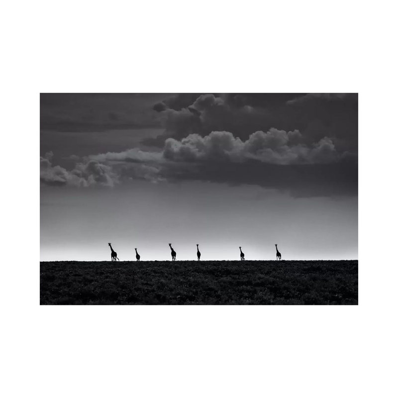 6 Giraffes by Greg Metro - Wrapped Canvas Gallery-Wrapped Canvas Giclée, 20.32 cm H x 30.48 cm W