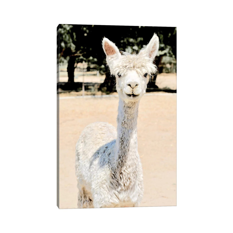 Extra White Alpaca by Susan Vizvary - No Frame Gallery-Wrapped Canvas Giclée on Canvas, 66.04cm H x 45.72cm W