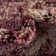 Alresford Oriental Indoor Rug