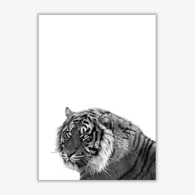 Tiger - Print, No Frame, 60 cm H x 42 cm W x 1 cm D