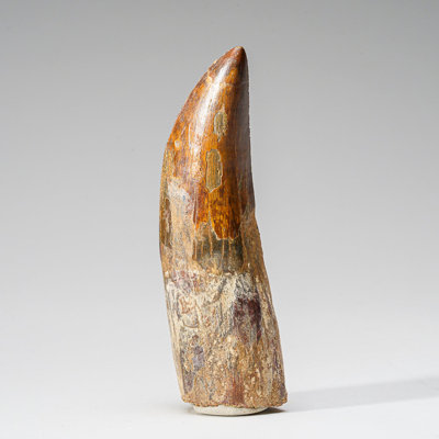 Genuine Natural Carcharodontosaurus Dinosaur Tooth In Display Box