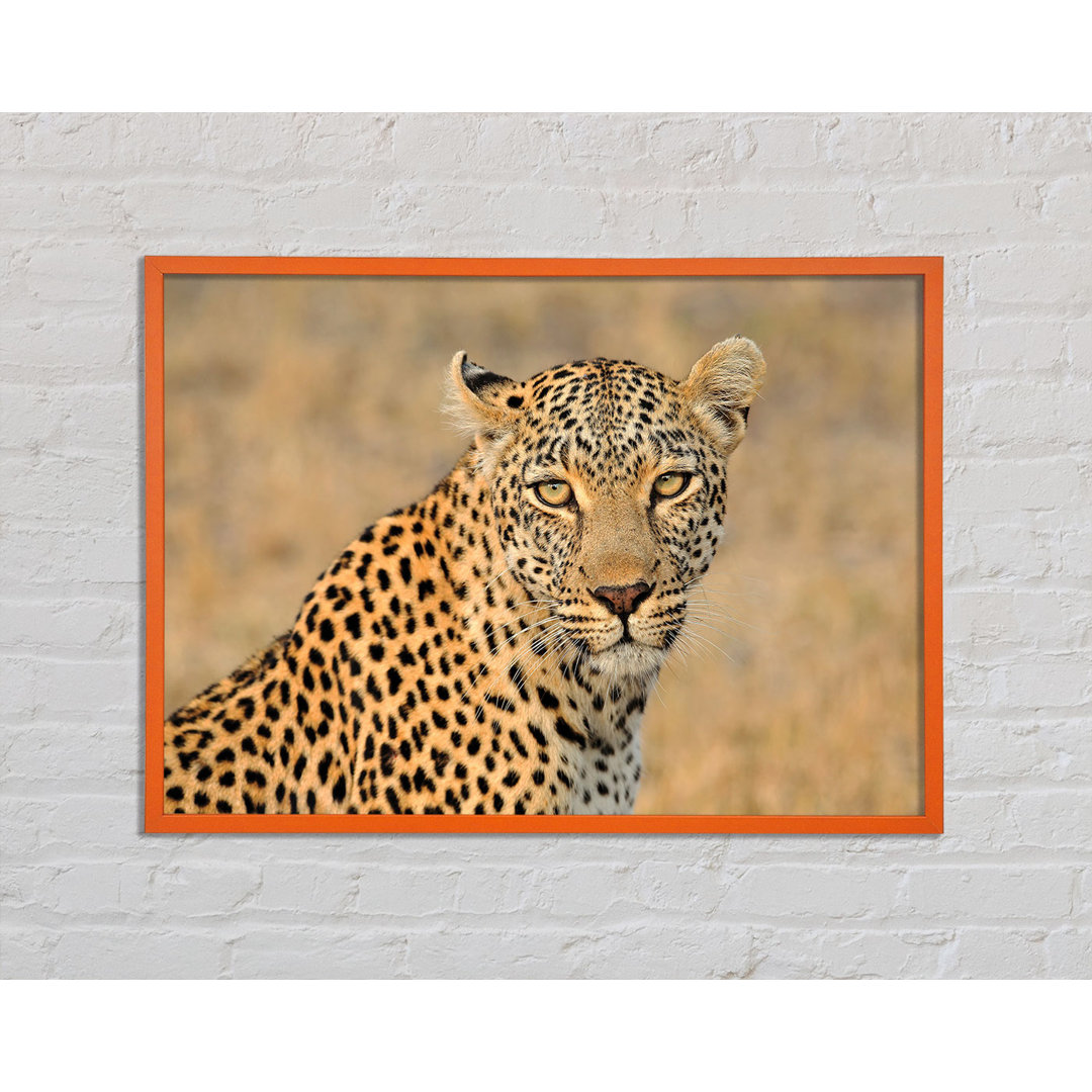 Anavela Stunning Leopard - Einzelner Bilderrahmen Kunstdrucke