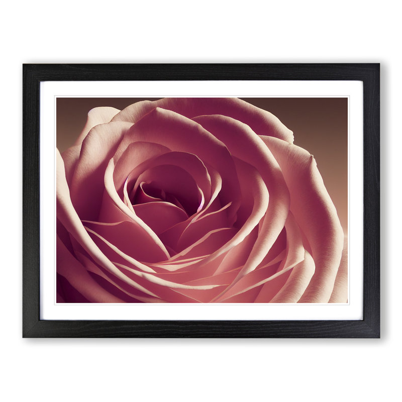 Beguiling Rose Flower - Single Picture Frame Print, Black Framed, 46cm H x 64cm W x 2cm D