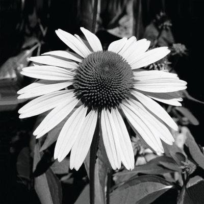 Black And White Sunny Flower - Wrapped Canvas Print