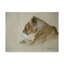 «Lioness» par Etelca, impression sur toile tendue-27650995