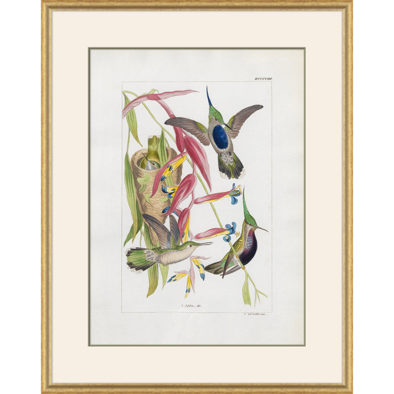 Hummingbirds Giclee Print by John Gould