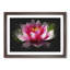 Pink Water Lily Flower Vol.3 - Picture Frame Graphic Art-62804095-62804091