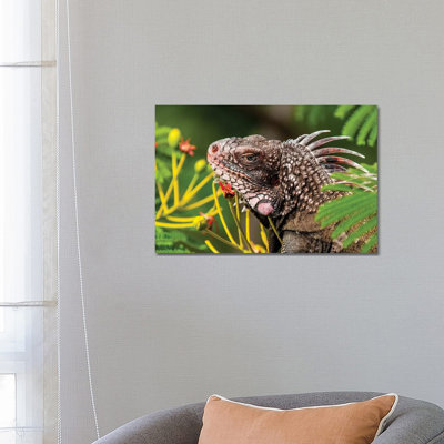 Green Iguana (Iguana Iguana), St. Thomas, Us Virgin Islands. by Michael DeFreitas - Wrapped Canvas Print