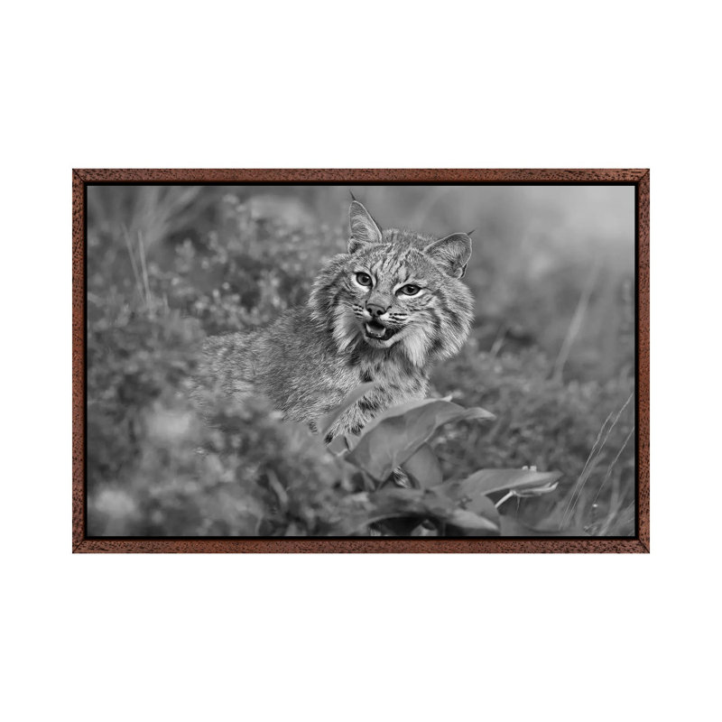 Bobcat, Montana 1 Piece Wall Art on Canvas, 66.04 cm H x 45.72 cm W, Classic Wood Framed