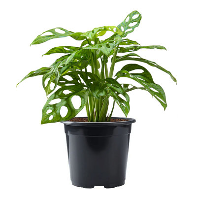 American Plant Exchange Monstera Adansonii Swiss Cheese, 6-Inch Pot, Live Indoor Houseplant, Easy Care