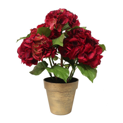 GRAND HYDRANGEA EN POT