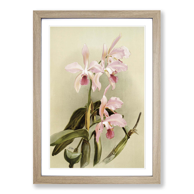 Magnolia Flowers Illustration Tab. 85 by Frederick Sander - Picture Frame Painting Print, 60cm H x 40cm W x 2cm D, Oak