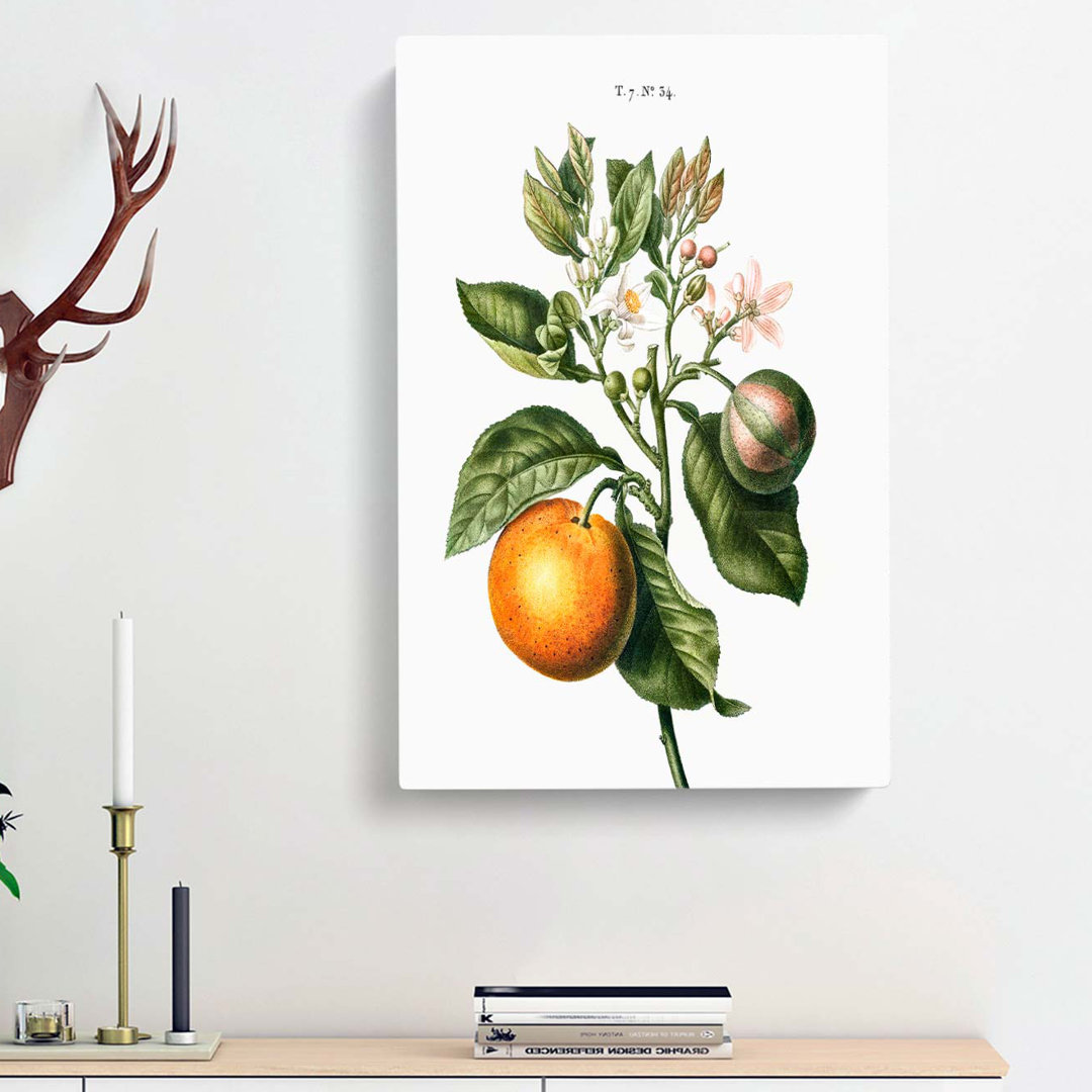 Bitter Orange Tree with Flowers by Pierre-Joseph Redoute - Wrapped Canvas