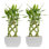 2 Piece Costa Farms Live Lucky Bamboo Low Maintenance Plant in Ceramic Planter