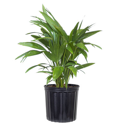 United Nursery Live Palm Plant Low Maintenance Plant in Rattan Plastic Nursery Pot