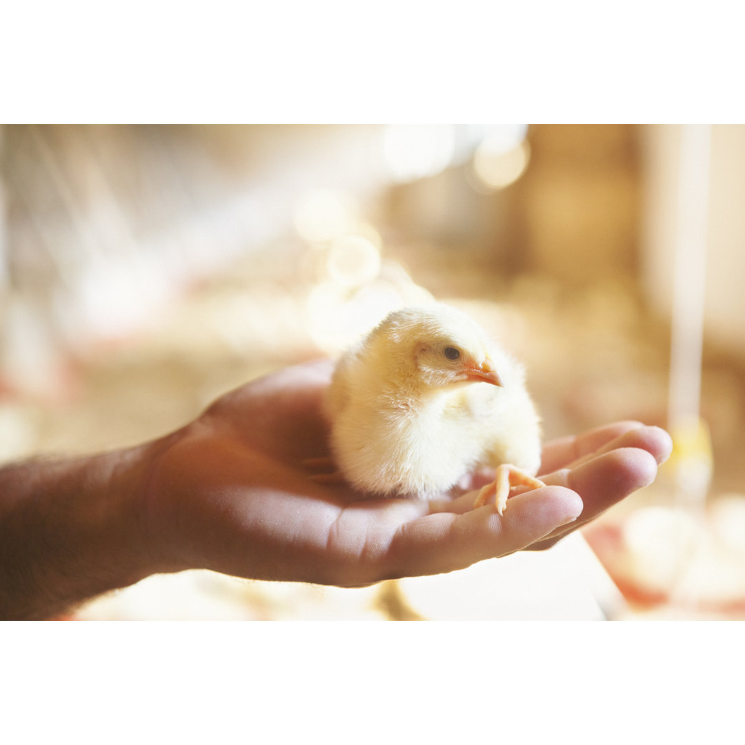 Landwirt hält Baby Huhn von Danchooalex - Drucken