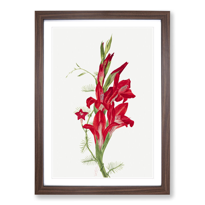 Cannas and Cypress Vine by Mary Vaux Walcott - Picture Frame Painting, 48cm H x 36cm W x 2cm D, Walnut Framed